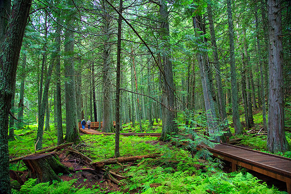 Description: Description: Description: http://www.synergymedia.com/newStuff/IMG_0547TrailCedars-600.jpg