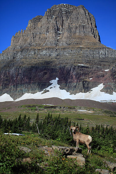 Description: Description: Description: http://www.synergymedia.com/newStuff/IMG_1395bigHornLoganPass-600.jpg