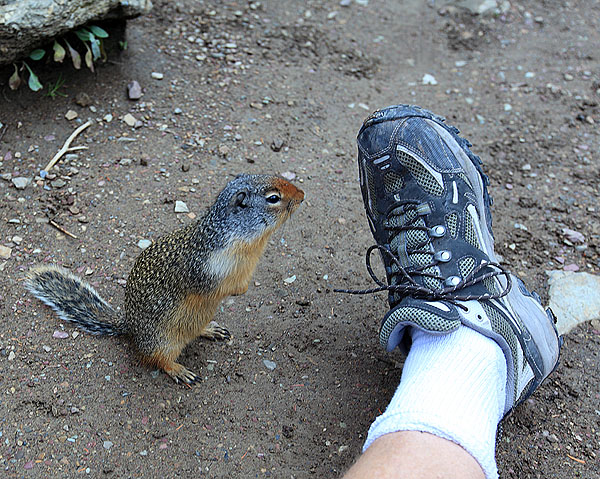 Description: Description: Description: http://www.synergymedia.com/newStuff/IMG_1774rodentShoe-600.jpg