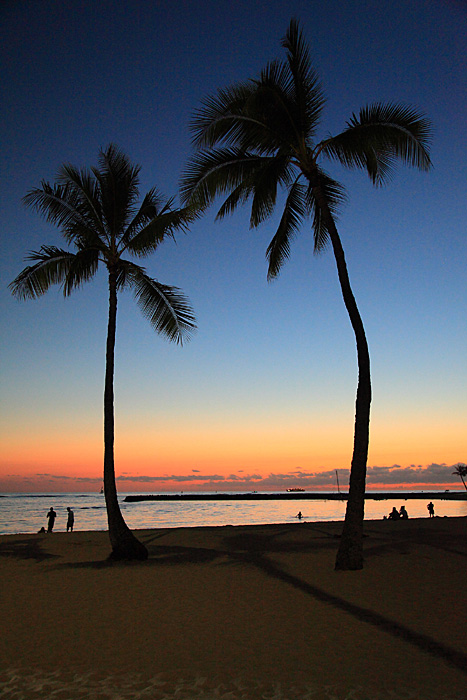 Description: Description: Description: http://www.synergymedia.com/newStuff/waikikiPalms07IMG_1053-700.jpg